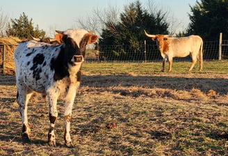 Proud Miniature Longhorn bull calf