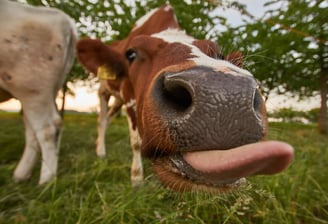 Health Vibes - LOL at goofy animals like this cow sticking his tongue out
