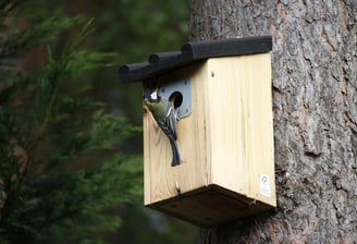 Mésange charbonnière