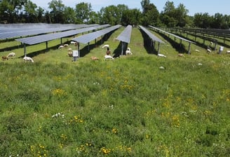 flock of sheep grazing under solar panels