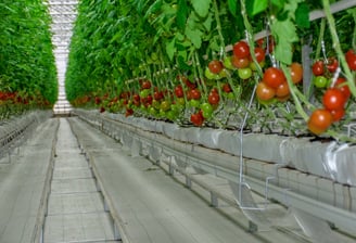 Greenhouse Growing Gutters