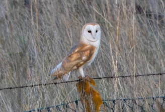 A Barn Owl on a fence at Rainham Marshes RSPB.