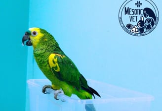 amazzone fronte azzurra, Amazona aestiva, amazzone fronteblu