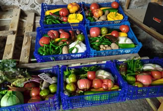Paniers de légumes bio