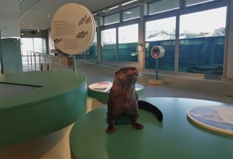 Otter Präparat zum anfassen.