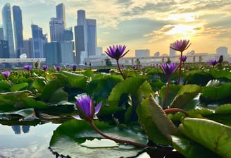Singapore skyline with lotus flowers - symbolizing mindfulness and leadership