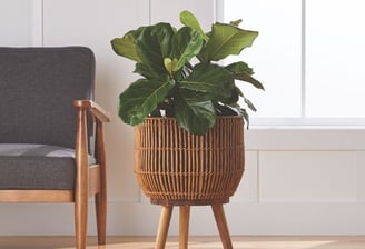 a planter with a plant in a room