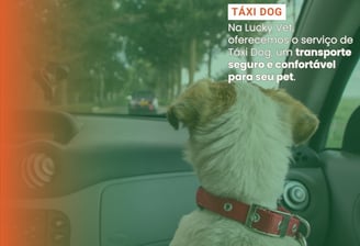 Taxi Dog é na Lucky Vet, Pet Shop e Clínica Vererinária na Zona Norte de São Paulo