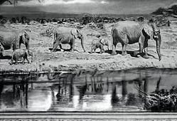 illustration with elephants moving with a snowy mountain in the background
