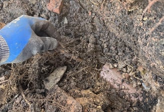 Tree roots in drain pipe