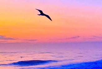 a bird flying over the ocean at sunset