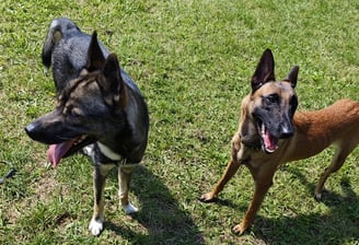 Zwei Hunde in Bewegung, individuelles Hundetraining für gezielte Verhaltensverbesserung