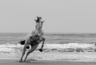 cheval à la plage