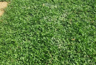 cow grass murah malaysia