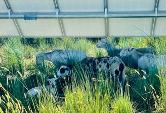 sheep grazing in the grass under a solar panel