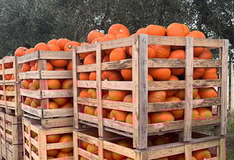 zucche feste eventi Halloween