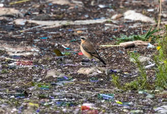 A Northern Wheatear among plastic debris washed ashore by the Thames.