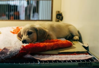 Chiot aux urgences vétérinaires à Bruxelles