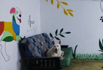 a dog sitting on a couch in a room