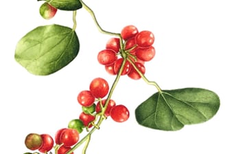 Cocculus carolinus (L.) DC. Moonseed Family Texas native