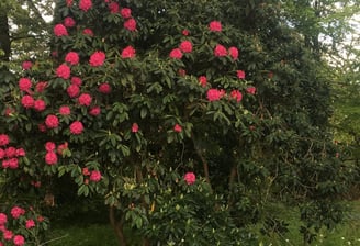 Trimmed rhododendron in flower