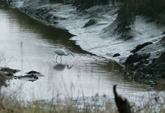 Aigrette garzette