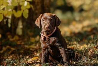Welpe im Wald – Hundetraining für Welpen in Göttingen