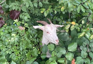 goat inside weeds eating unwated weeds