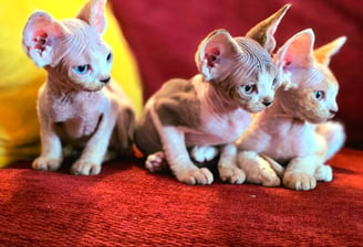 Chaton Devon Rex