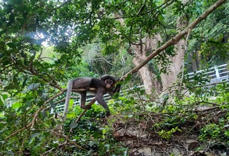 Langur, Singe à lunette, Chumphon