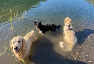 trois chiens en balade en pension chez nanette