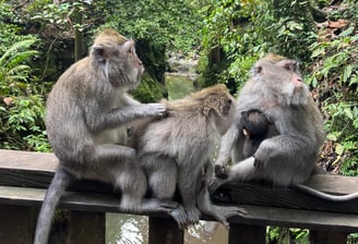 two monkeys sitting on a wooden fence
