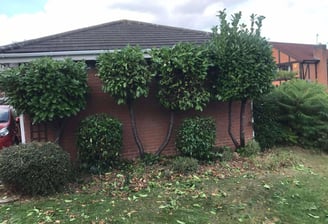 trees pruned by that garden guy in worcestershire