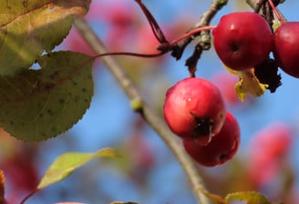 Früchte in Rauma