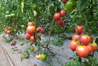 Tomates bio