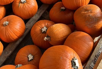 zucche di Halloween