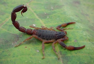 escorpião