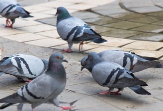 Société de dépigeonnage à Valence