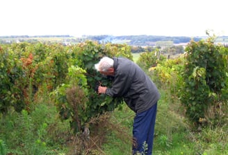My Dad picking grapes in our familiy vignards in Montaigu Chemellier, France