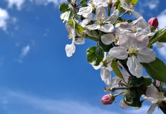 Empthy in therapy blossoms
