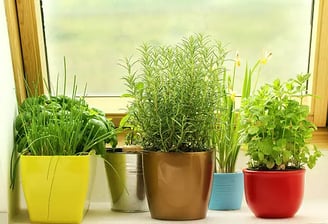 Herb Garden