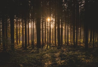 Calmness and Well being