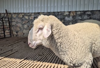 Güzel koç