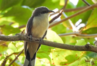 Mangrove Cuckoo, birds in the Bahamas, bird watching in the bahamas