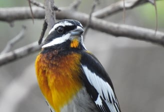 Western Spindalis, birds in the Bahamas, bird watching