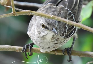 Endemic Bahamas birds, Bahama mockingbird, bird watching tour, nature tour