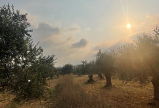 Oliviers libanais sous le soleil au soir tombé