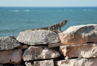 Tulum, Mexico - iguana on a rock wall by the beach