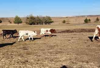 a herd of Miniature Texas Longhorns walking across a field