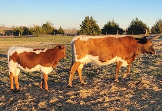 Belle, Miniature Longhorn cow and calf